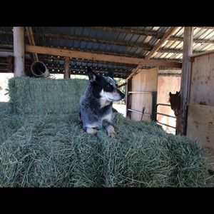 Meet your Posher, Alice